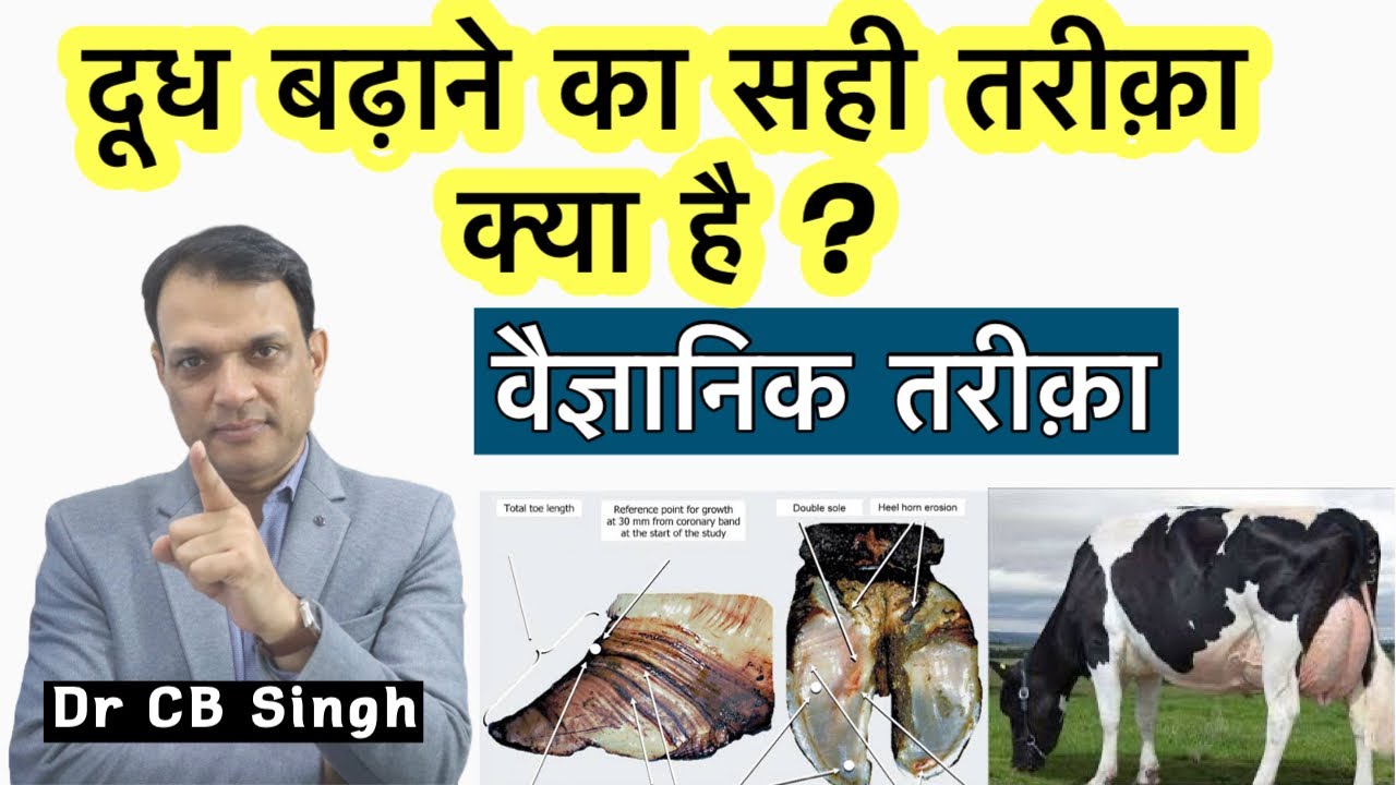 दूध बढ़ाने का सही तरीक़ा क्या है ? | Dairy Farm ​⁠@DairyUstaad