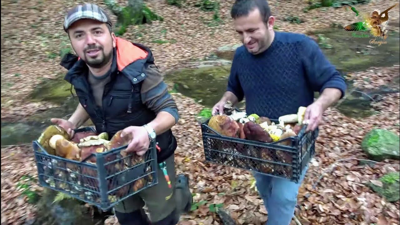Ayı mantarı avı
