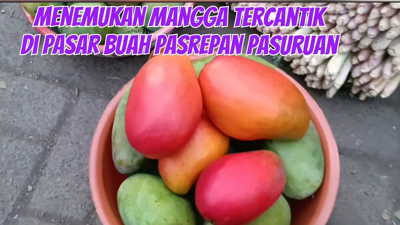 MENEMUKAN MANGGA MERAH MERONA CANTIK DI PASAR BUAH PASREPAN PASURUAN
