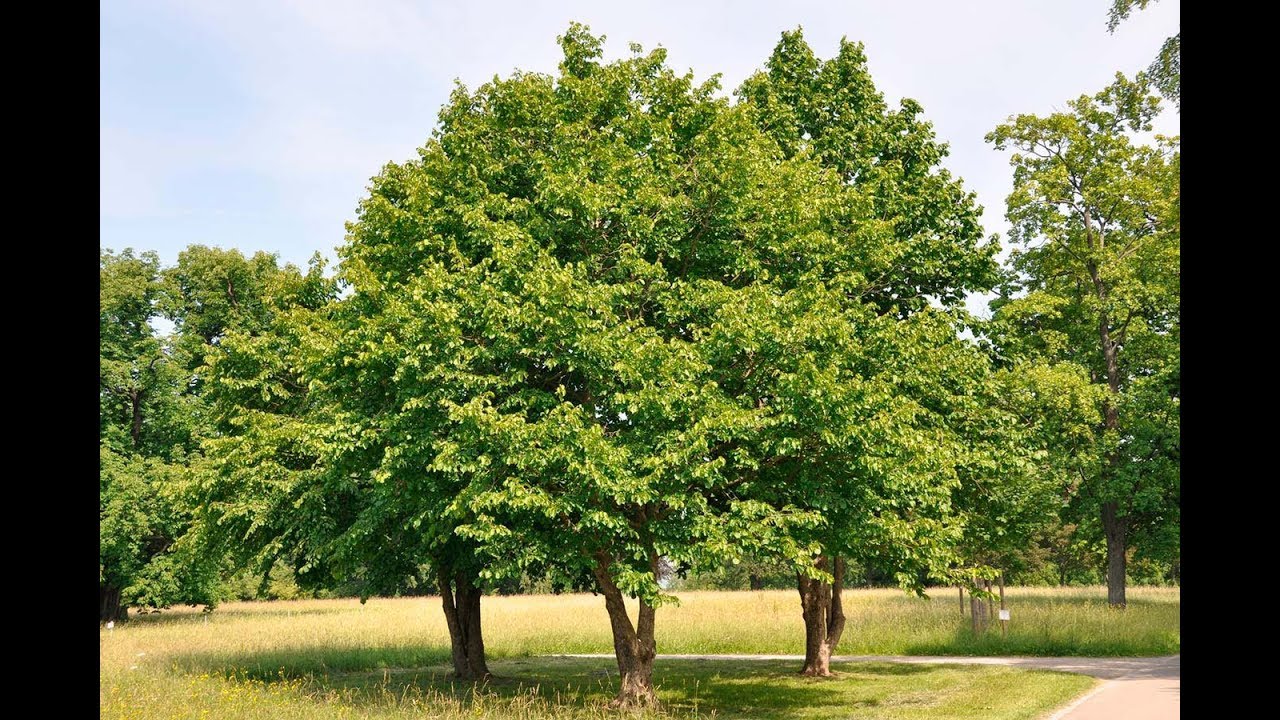 👁👁👁орех МЕДВЕЖИЙ...пробуем НА ВКУС(обзор!) / Bear Walnut, Hazel Tree, Bear Walnut 2020