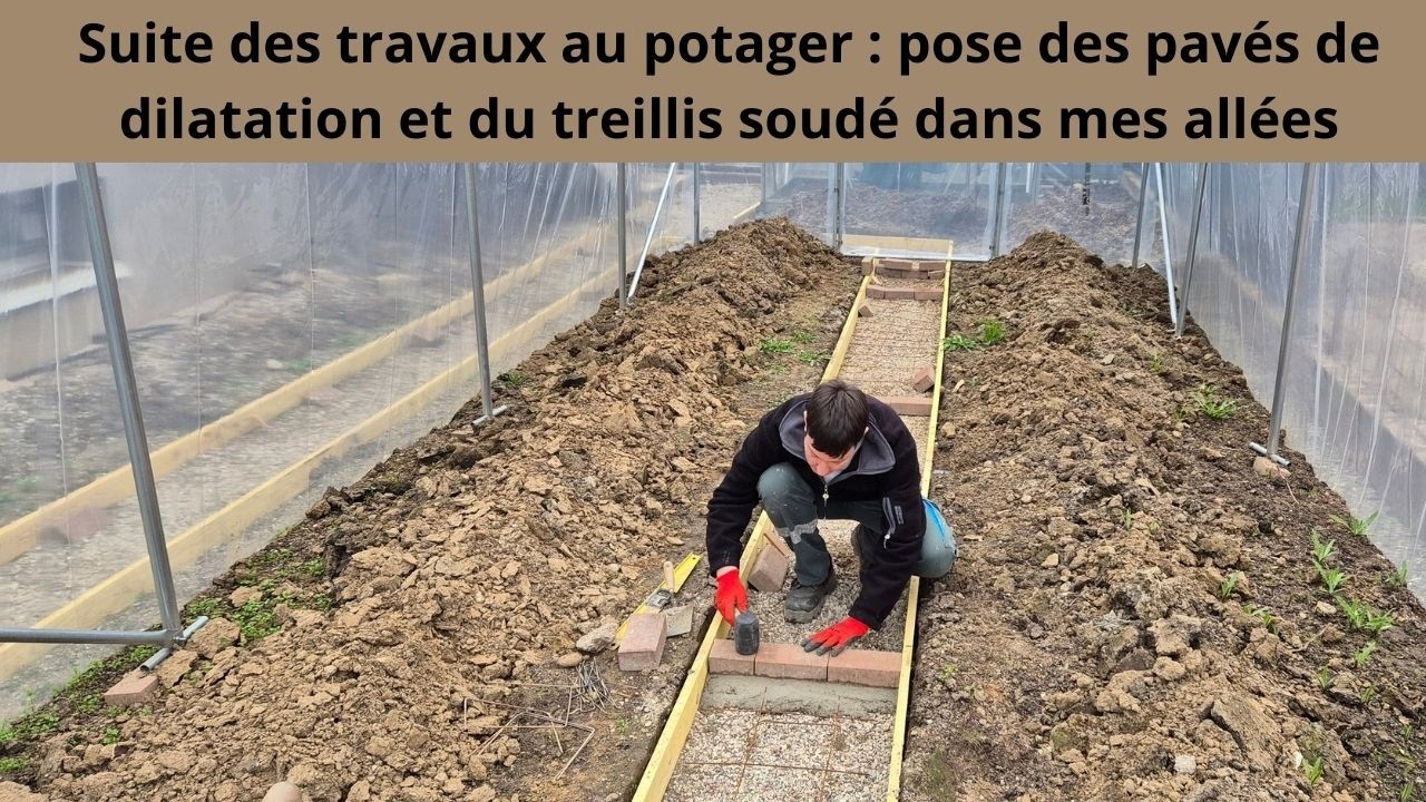 Suite des travaux au potager : pose des pavés de dilatation et du treillis soudé dans mes allées