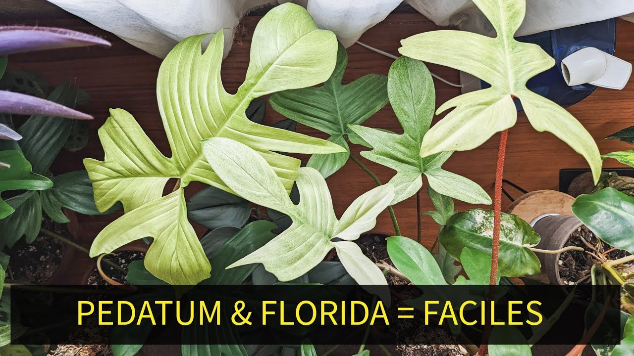 PHILODENDRON PEDATUM, FLORIDA GREEN & FLORIDA GHOST : DIFFERENCES, CONSEIL ENTRETIEN, MON AVIS