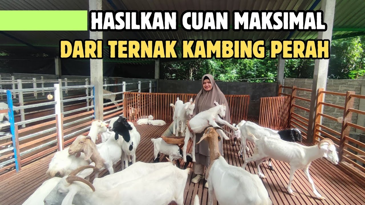 Hasilkan Cuan Lebih Maksimal Dari Kambing Perah Tanpa Perlu Ngarit Setiap Hari