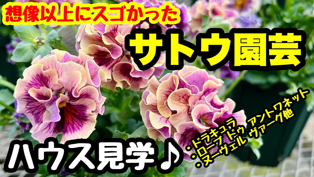 ◆世界に誇る【サトウ園芸】さん🌱ハウス見学会に行ってきました❗️