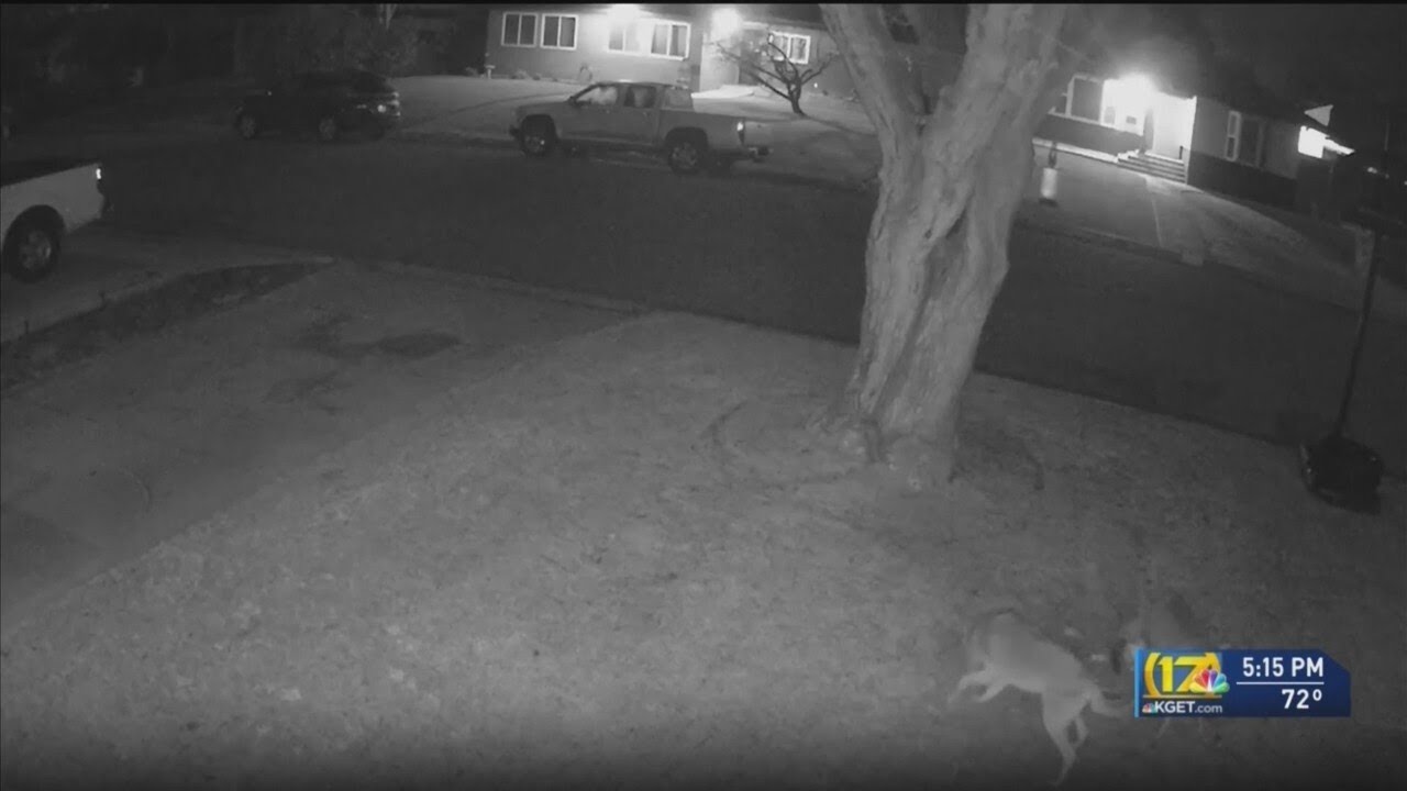 Coyote attack of cat caught on camera