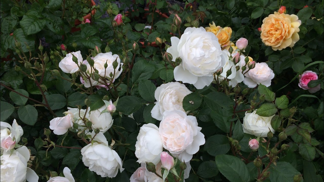 First Flush of Roses Summer 2021 Part 1 | David Austin Roses & more...