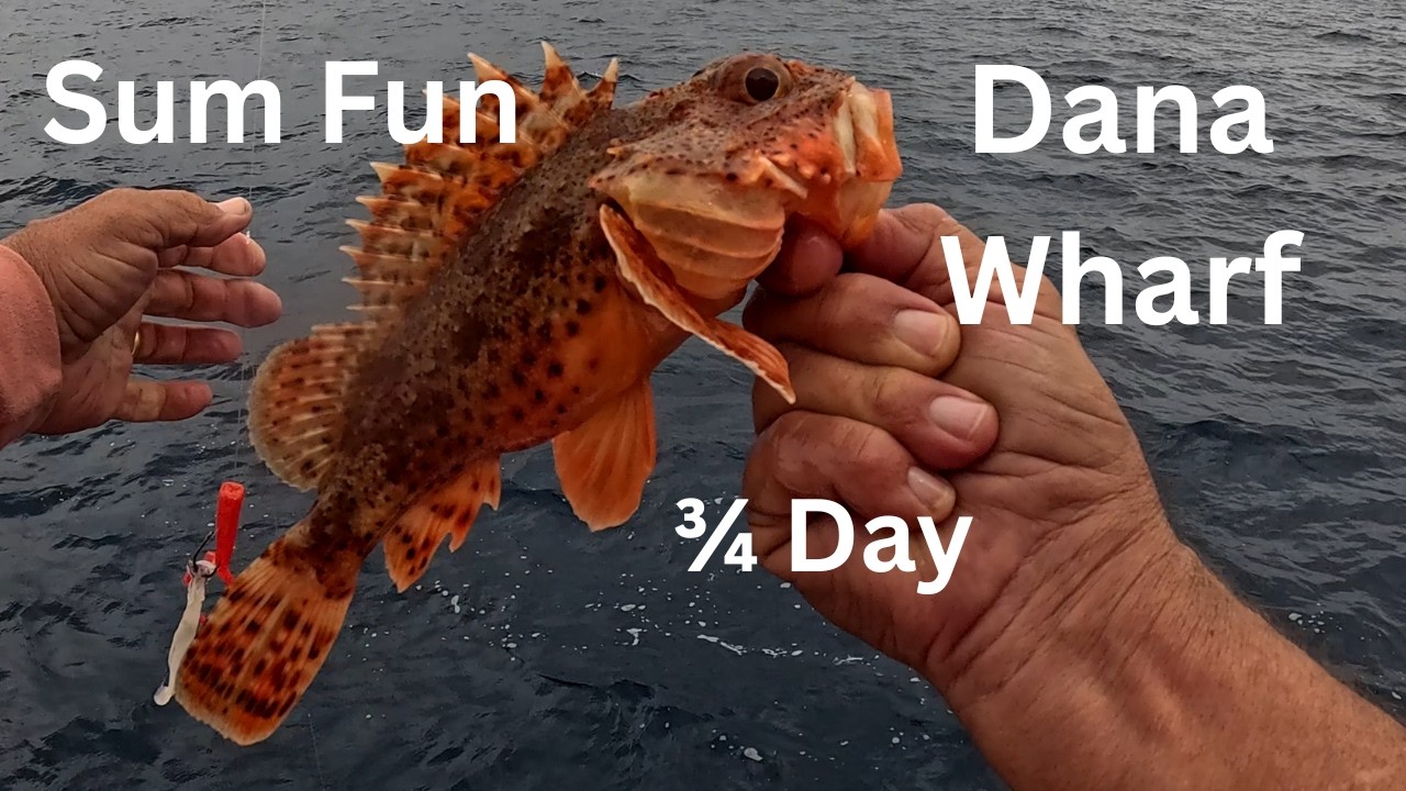 Fish on Every Drop!  3/4 Day Trip Sand Dabs & Sculpin on the Sum Fun | Dana Wharf Dana Point CA