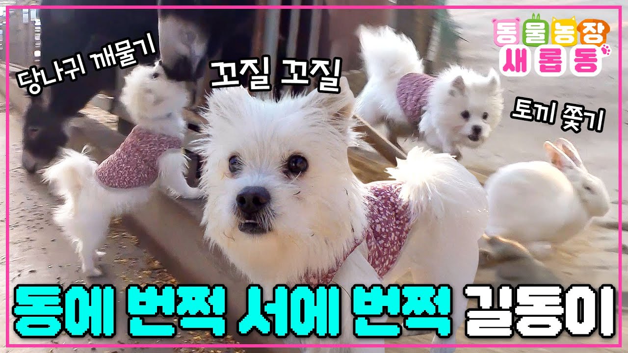 [#새롭동물농장] 잡을 테면 잡아봐! 역대급 천방지축 길동이의 쉴 새 없이 움직이는 하루💨/ EP.1258 #TV동물농장 #AnimalFarm #SBSstory