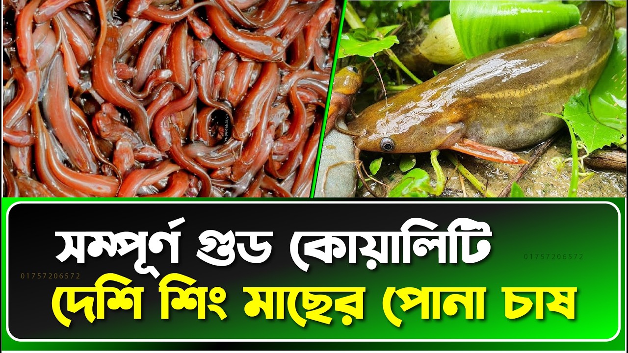 দেশি শিং মাছের পোনা উৎপাদন পদ্ধতি – মাঠ পর্যায়ের আসল অভিজ্ঞতা