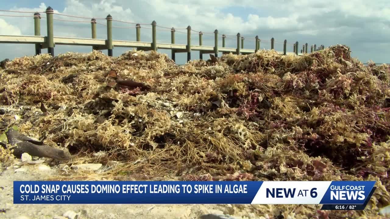 Cold snap could be behind smelly algae washing ashore in St. James City