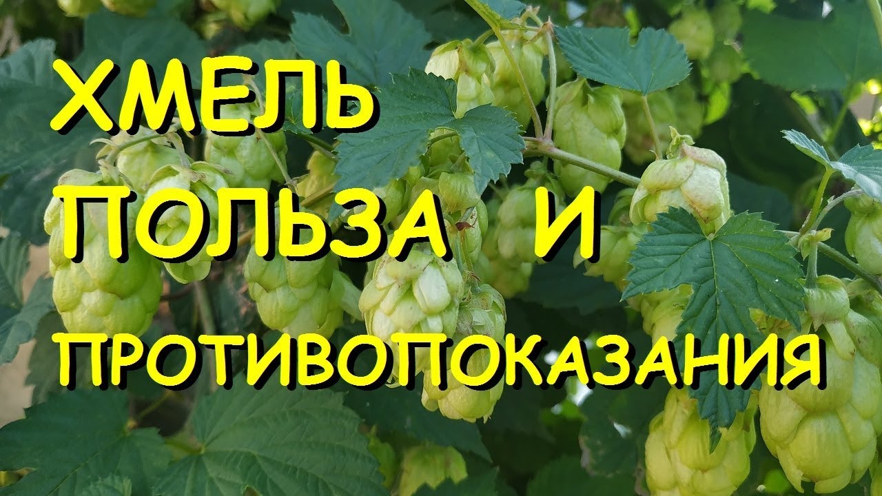 Хмель полезные свойства и противопоказания.