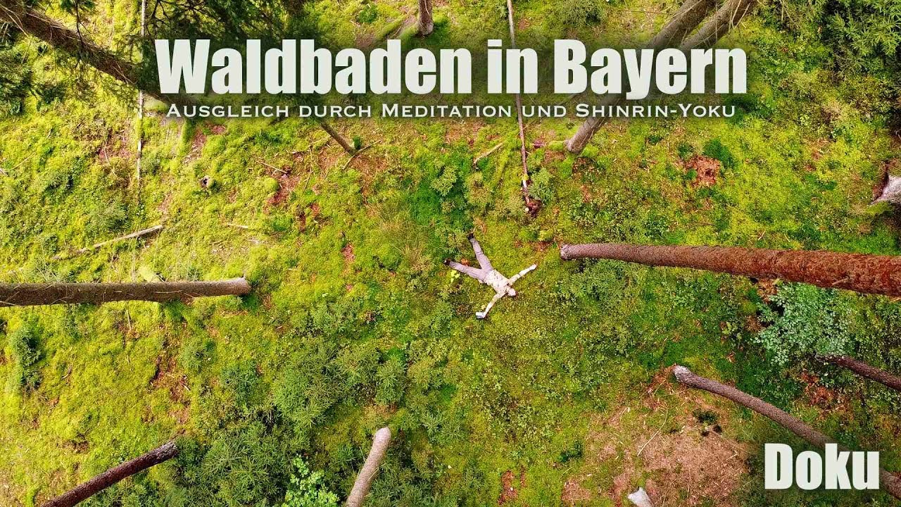 Spüre den Wald und tauche ein in die Welt der Meditation und Waldbaden 