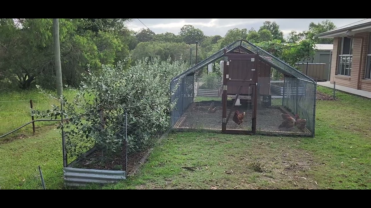 3 years on, growing Feijoa as a screen hedge - We are going to have some fruit this year!