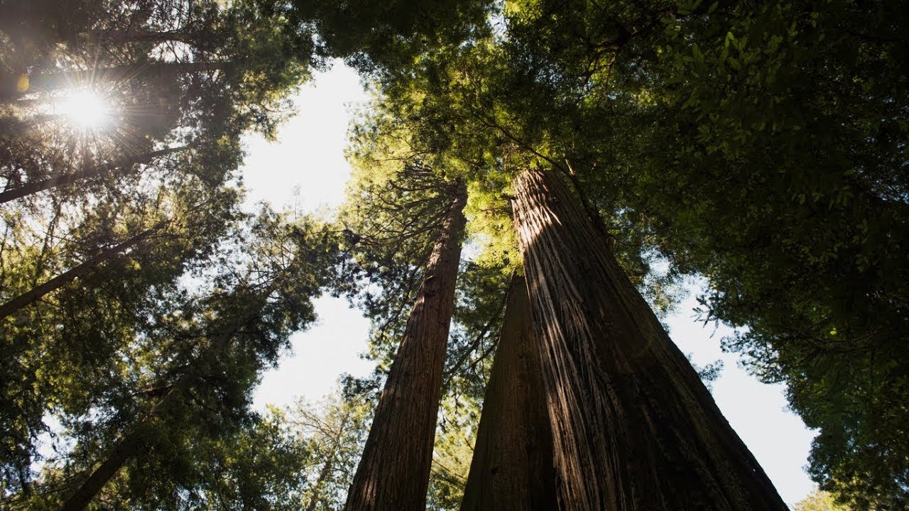 The Redwoods
