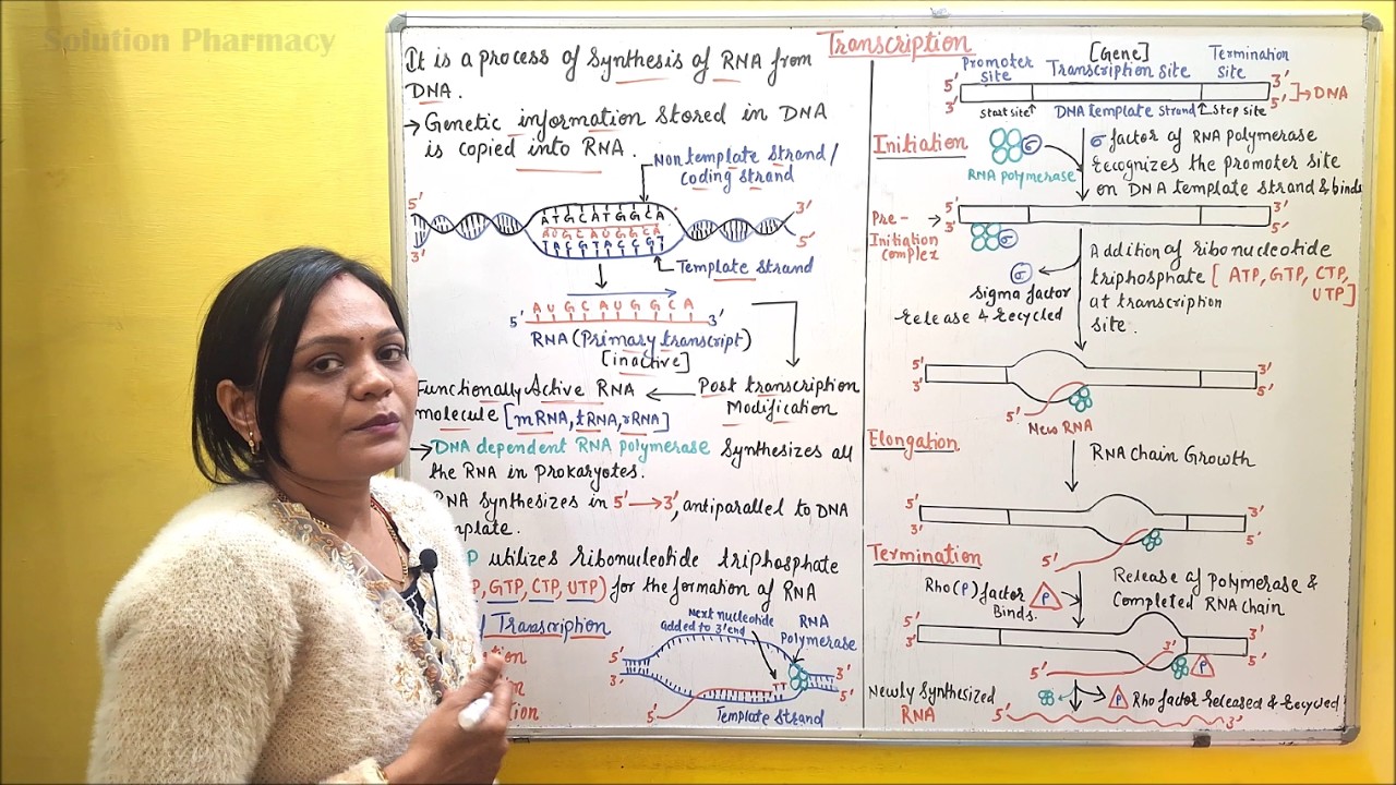 (67) Transcription | Steps of Transcription | Transcription Simple Explanation | Synthesis of RNA
