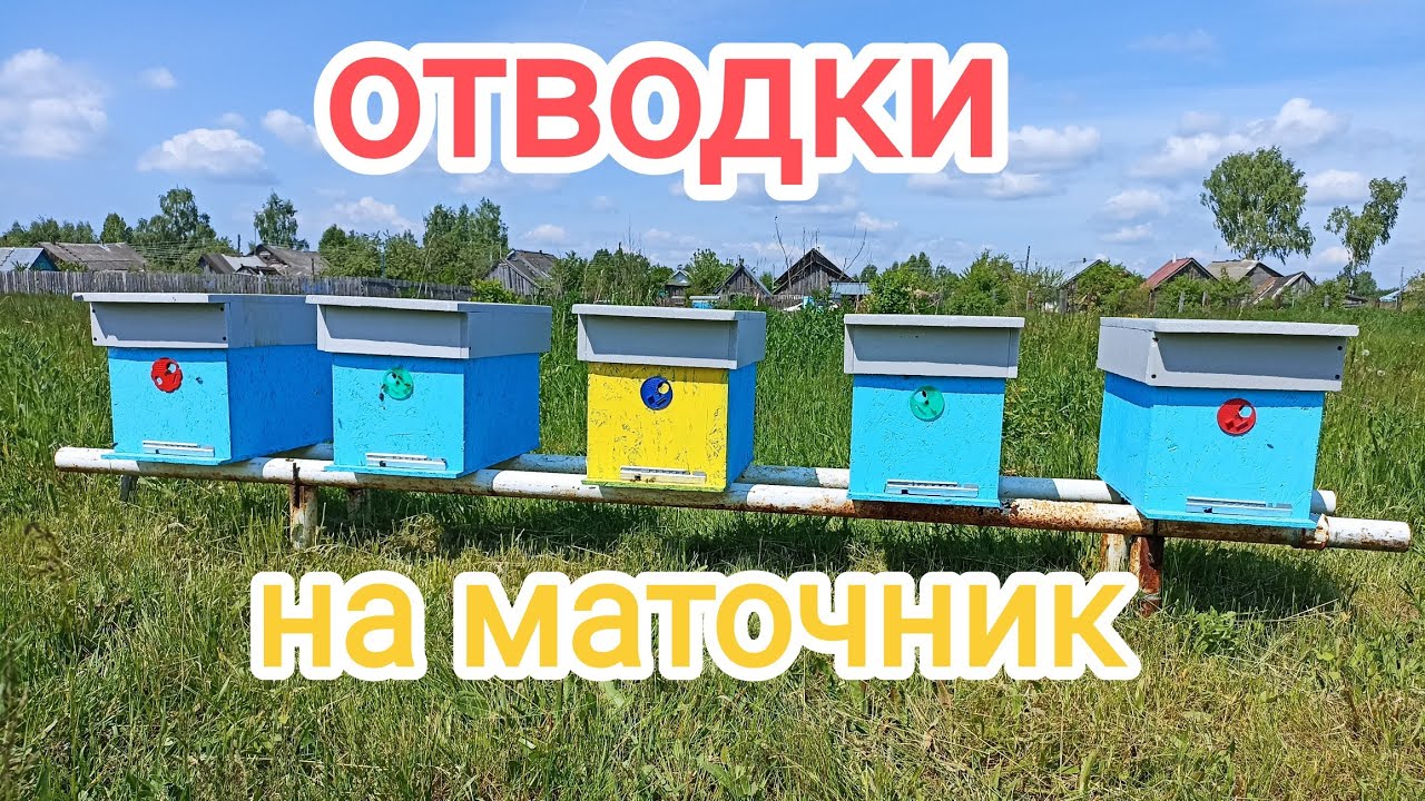 Отводки на маточник. Расширение пасеки. Пчеловодство!