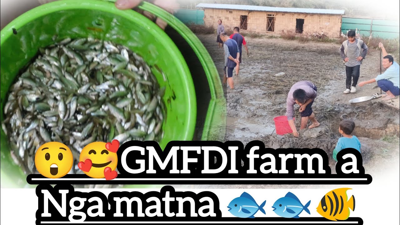 GMFDI Farm lei Ngakul a Ngamat na ana ve tau te🥰👍