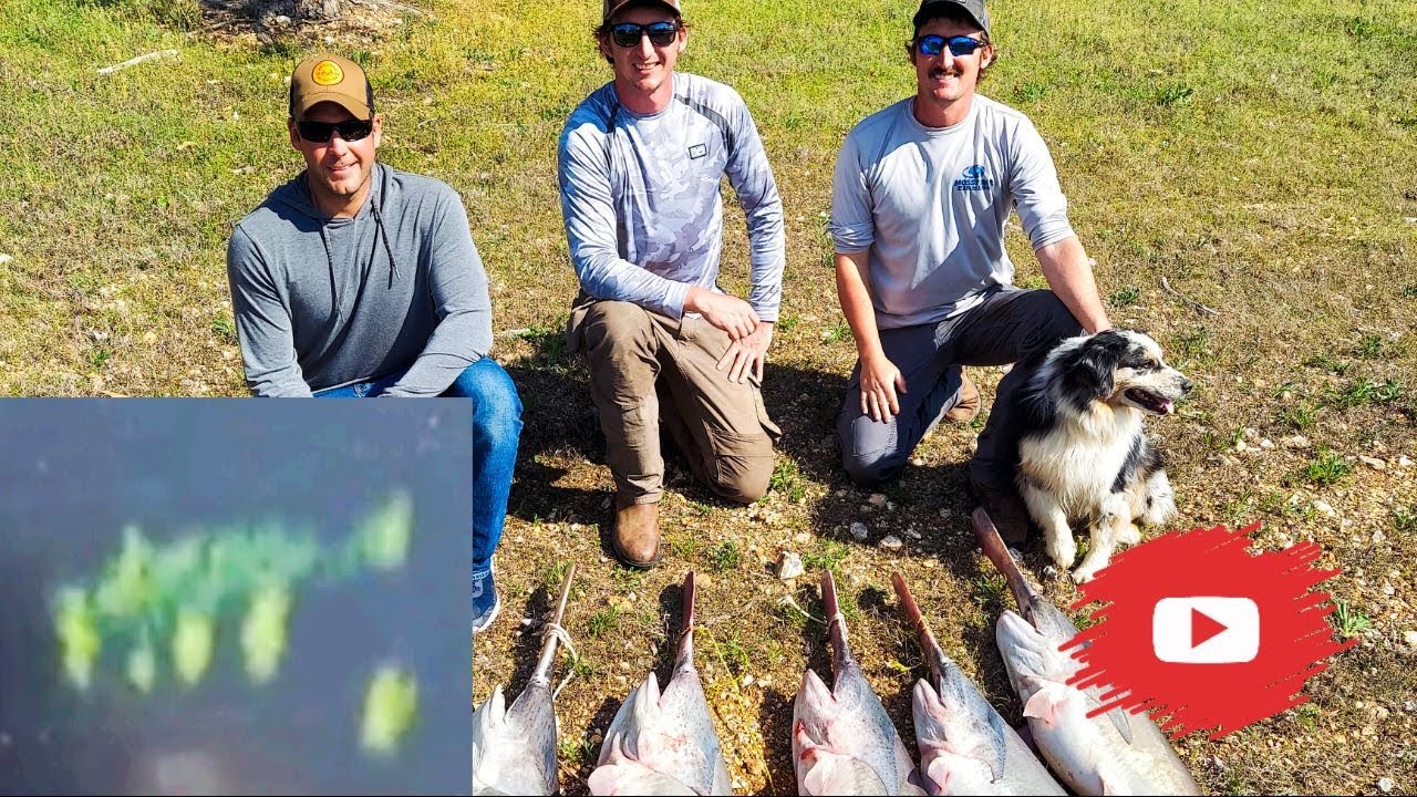 Snagging a LIMIT of Paddlefish with Garmin LiveScope - Truman Lake