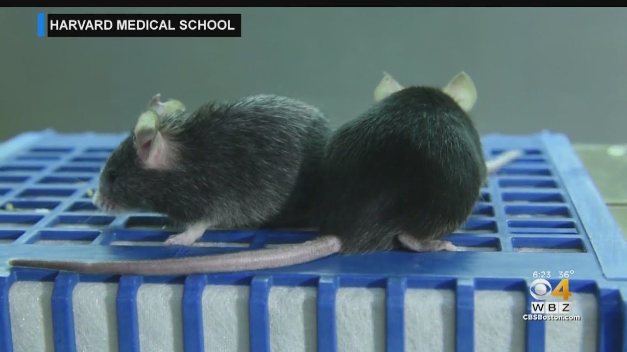 Harvard researchers reverse the signs of aging in mice