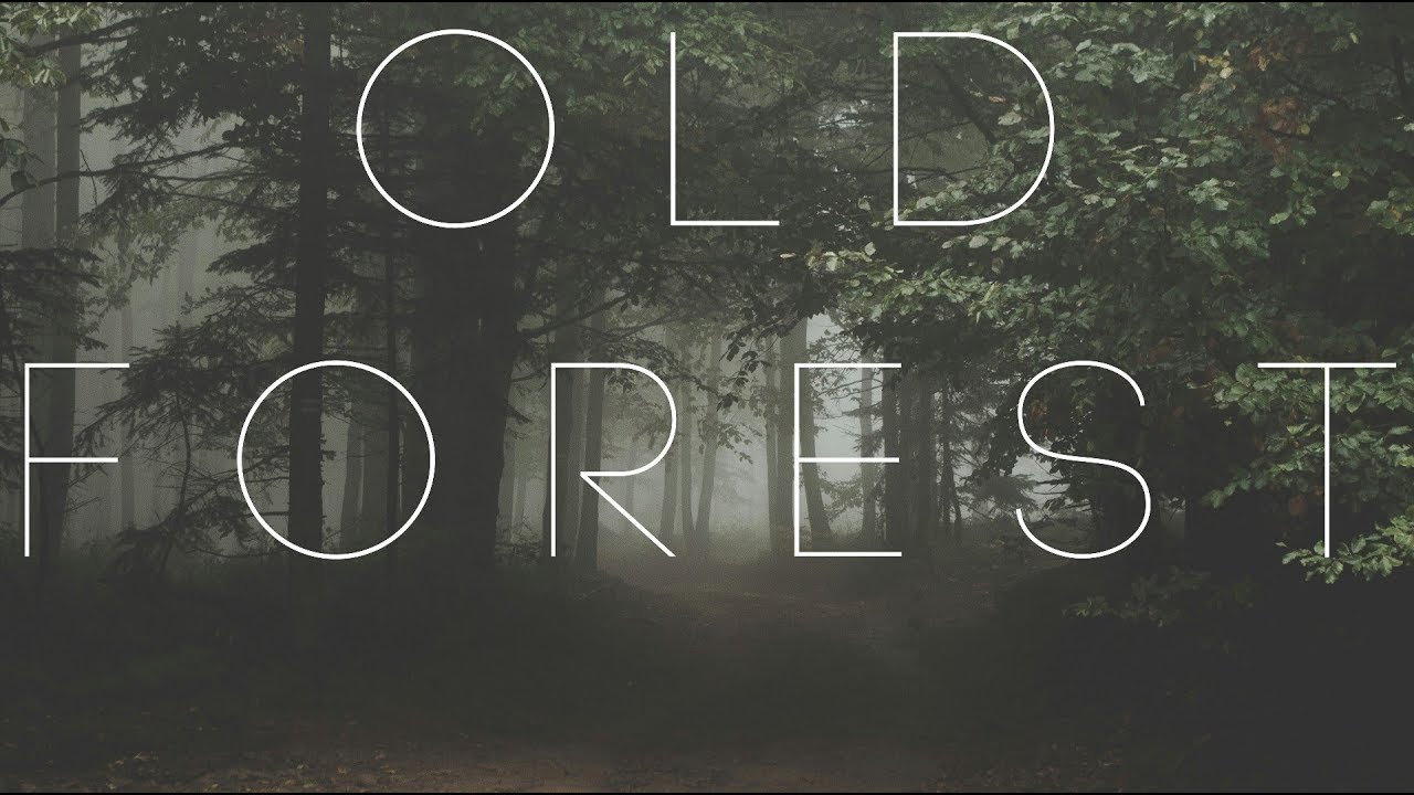 Old Forest | Beautiful Chillstep Mix