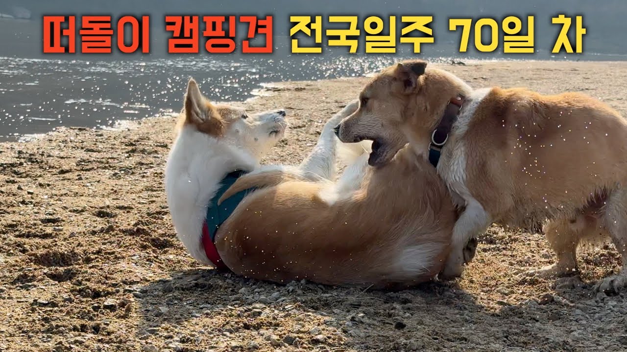떠돌이 캠핑견 전국일주 70일이 넘어 갑니다 #이스타나캠핑카