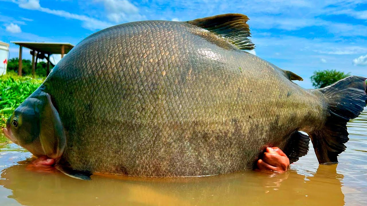 LAGO POUCO EXPLORADO INFESTADO DE GIGANTES, UMA DAS MELHORES PESCARIAS DA VIDA! 34KG, 32KG, 30KG...