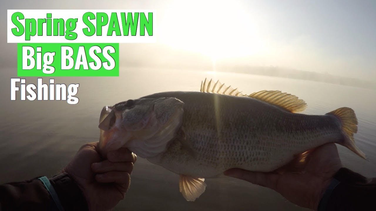 Spring Spawn BIG Bass Fishing in Albert Falls,South Africa.