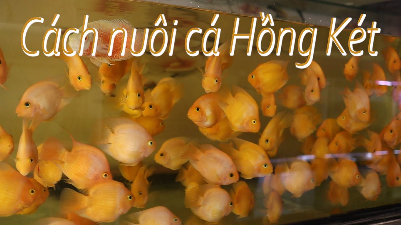 KINH NGHIỆM NUÔI CÁ HỒNG KÉT CHO NGƯỜI MỚI CHƠI