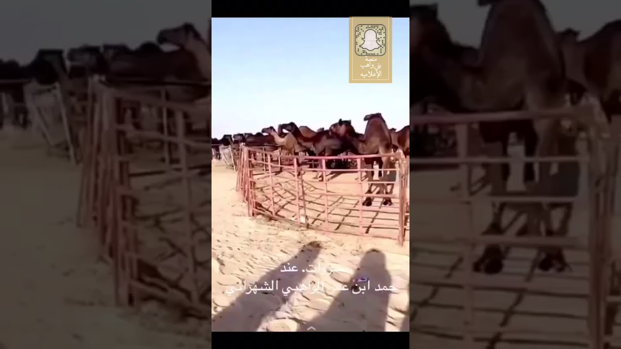 هذا مايفعله صاحب الابل حمد ابن عمر الواهبي