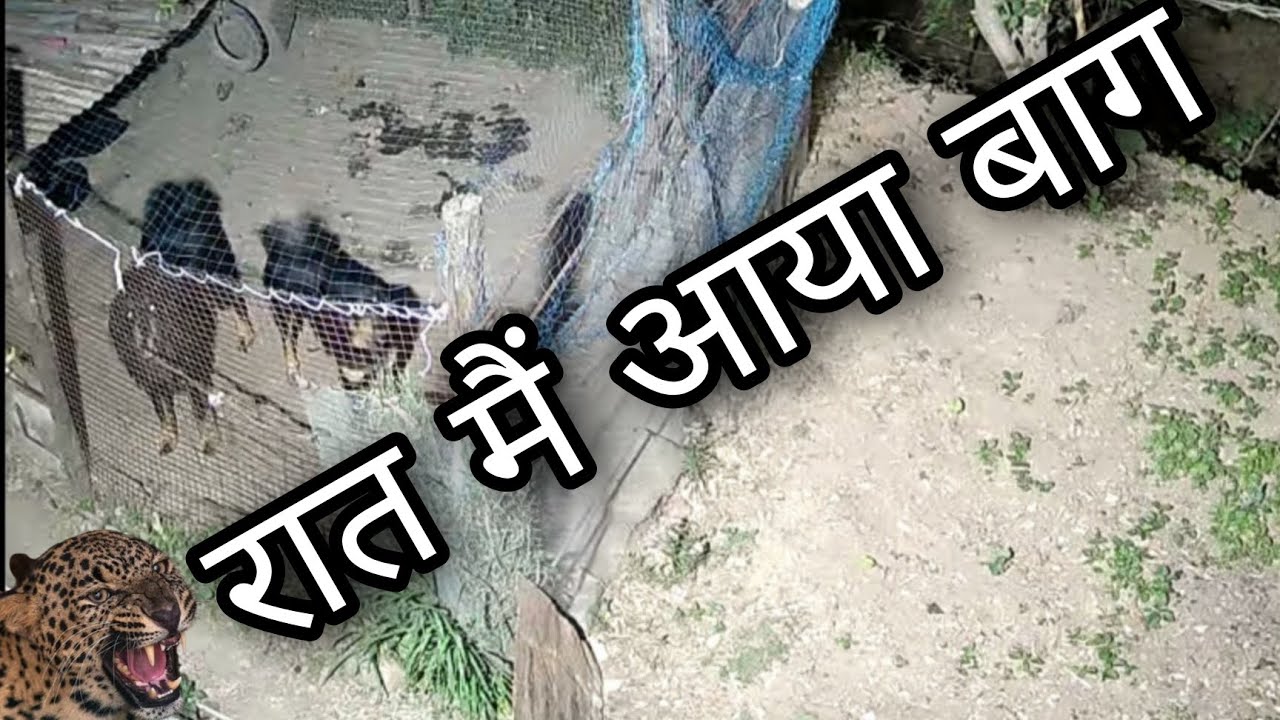 Bhotia dogs ll रात के समय आ गया बाग ll डब्बू के पंजे मै लग गयी ll @bharatkdogs