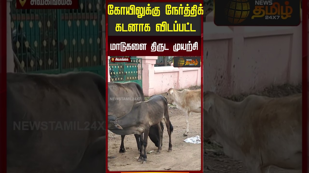 கோயிலுக்கு நேர்த்திக் கடனாக விடப்பட்ட மாடுகளை திருட முயற்சி.. | Sivagangai | Temple Cow Theft Issue