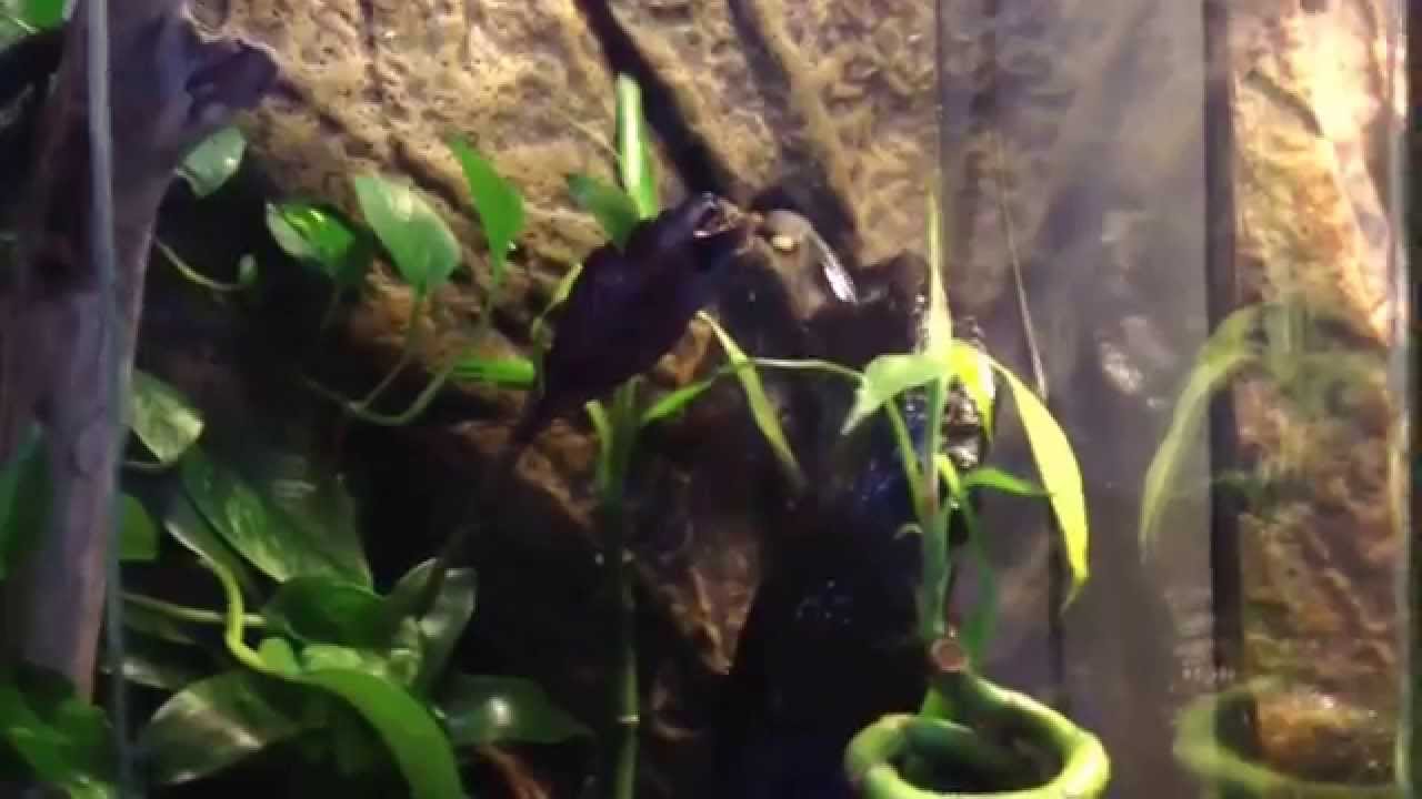 Red eye tree frog terrarium and rain chamber