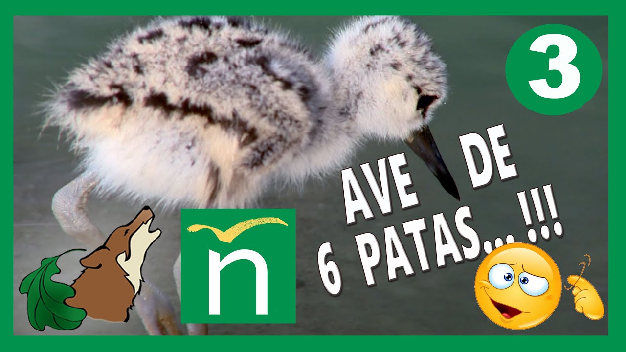 C3 - Ave de 6 patas. Cigüeñuela - Cañada de los Pájaros.