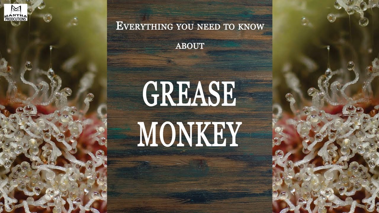 Grease Monkey | Best Buds Strain Spotlight