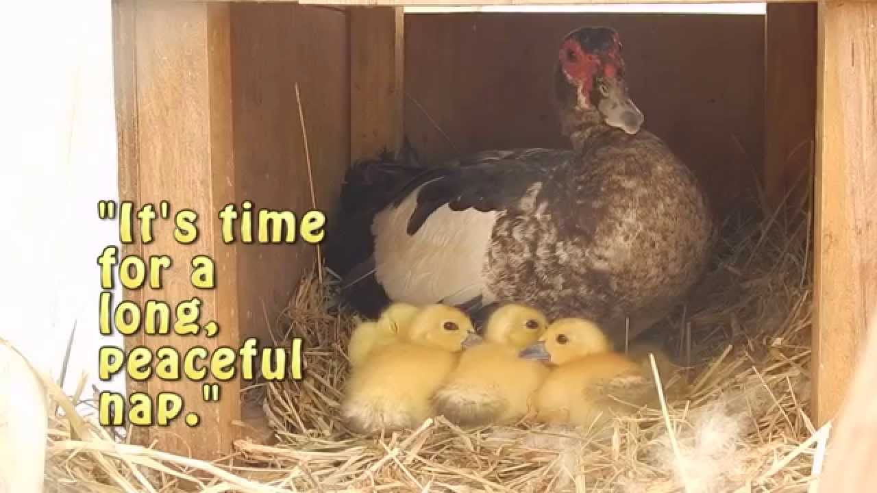 Raising Ducks: The Adventures of Three Muscovy Ducklings
