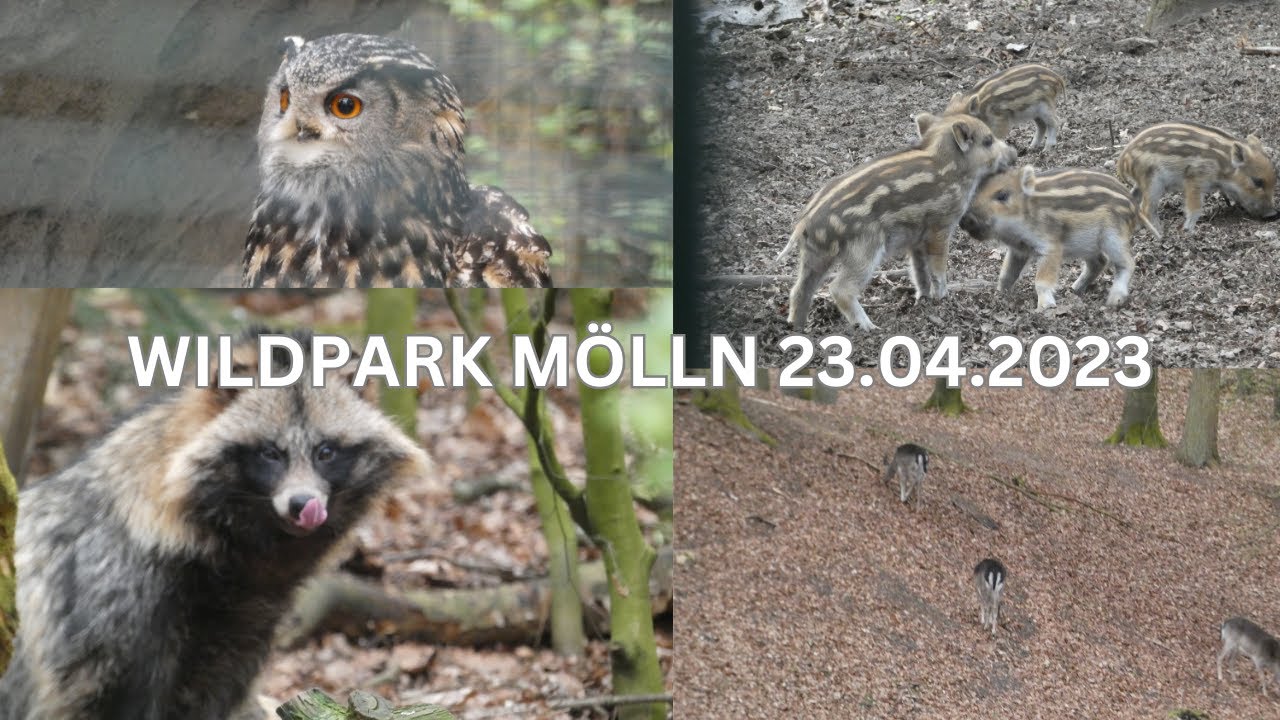 Unser Besuch im Wildpark Mölln am 23.04.2023 - We visit the Wildpark Mölln 2
