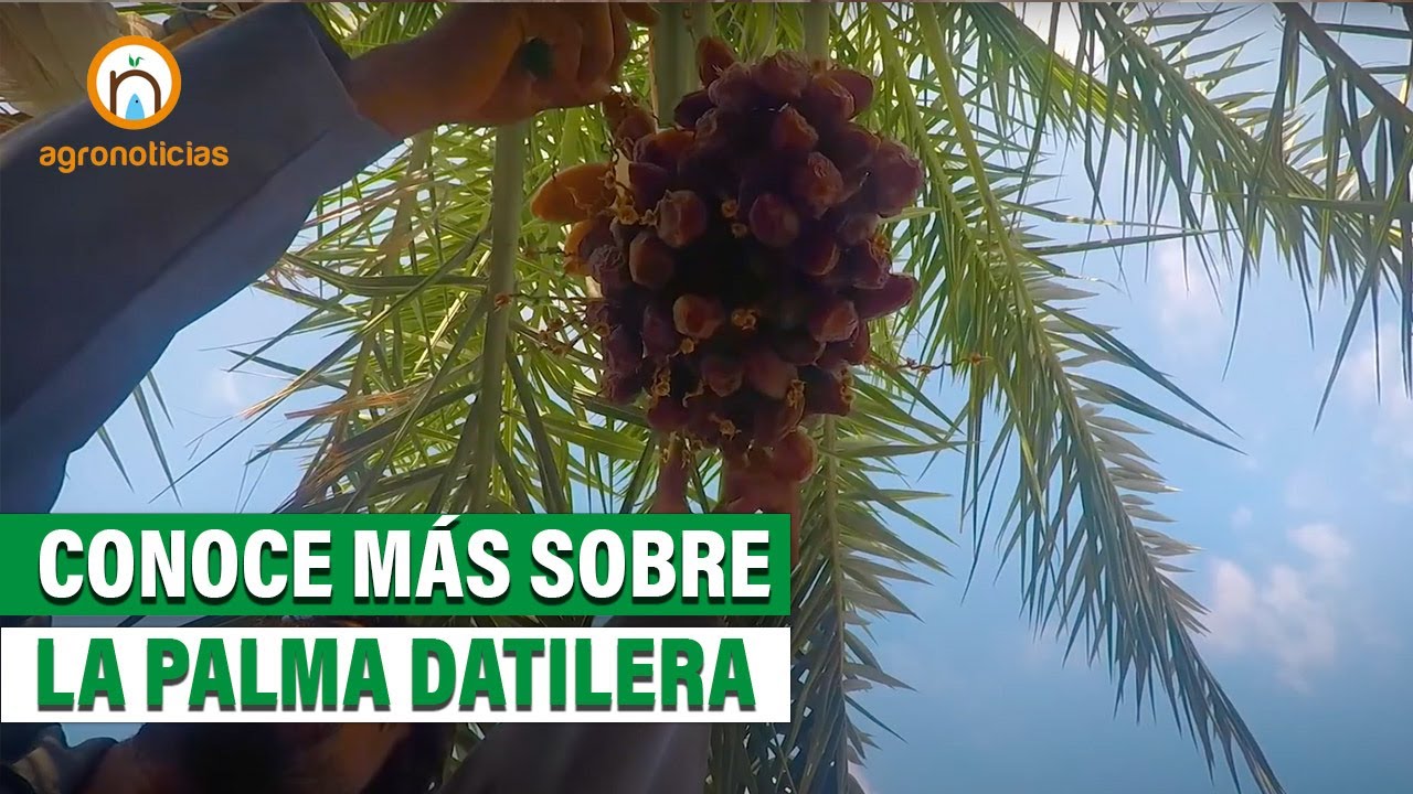 Conoce m&aacute;s sobre el cultivo de la palma datilera