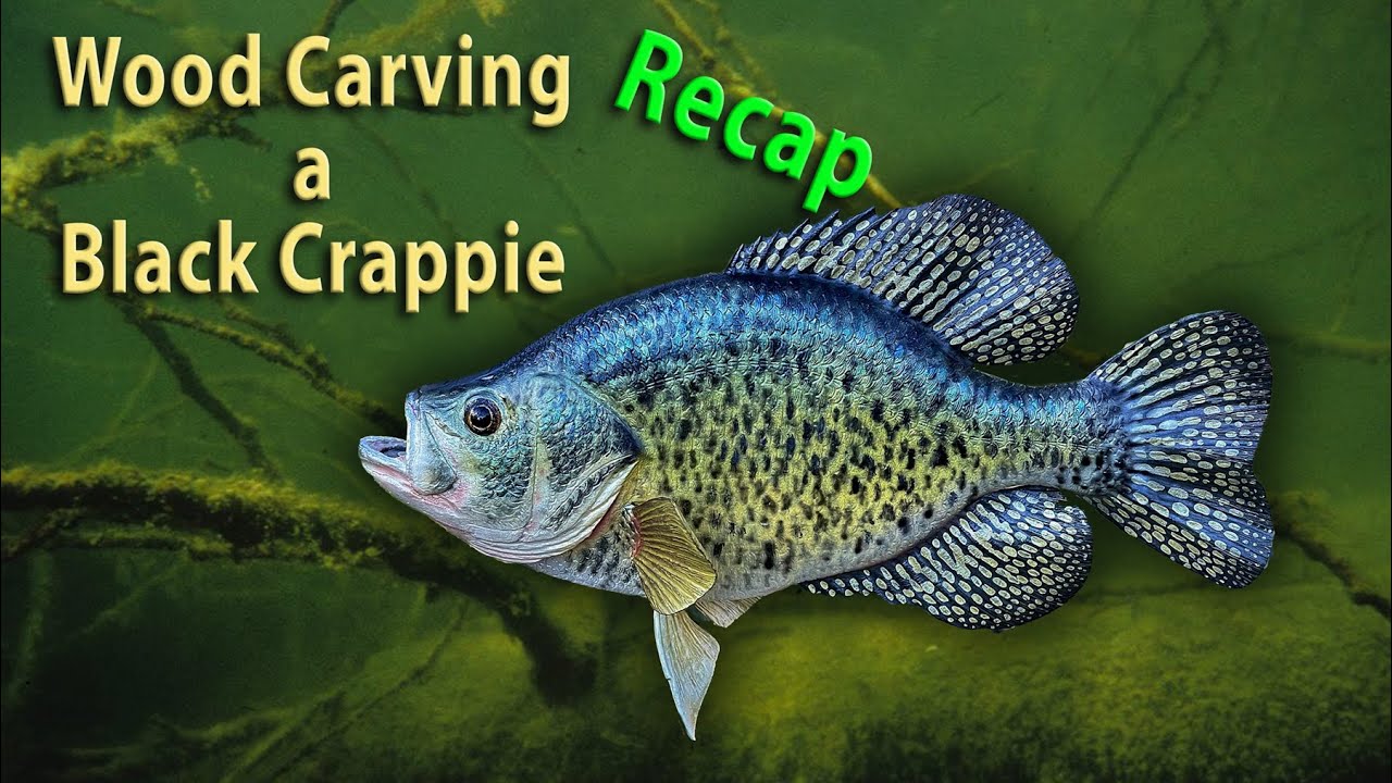Wood Carving A Black Crappie (recap)