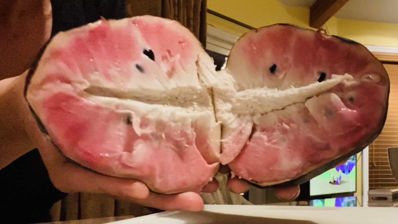 Custard Apple 🍎/Annona reticulata  harvest & taste test with the family