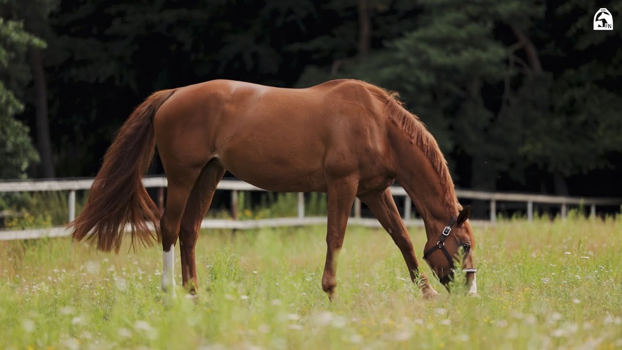 Stallbesuch bei André Thieme