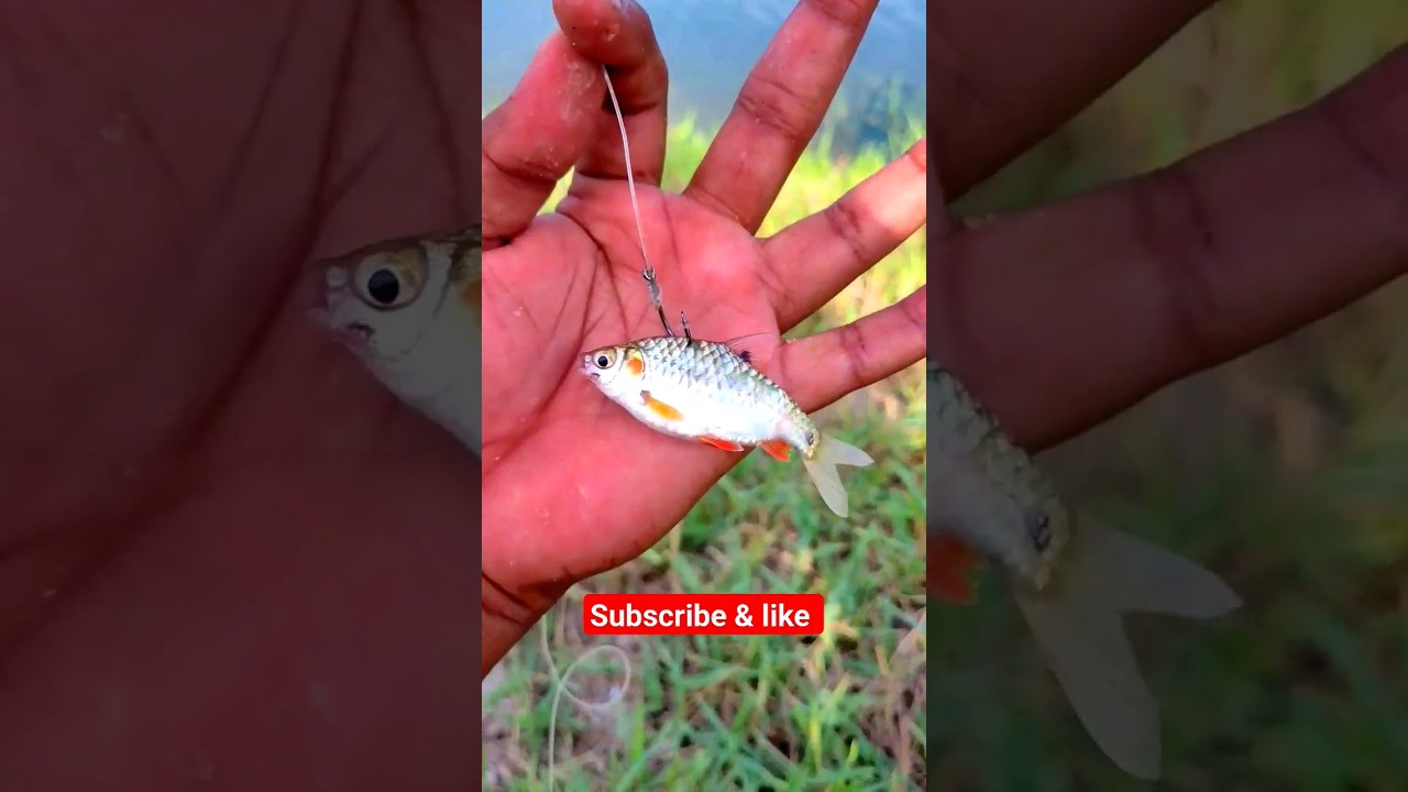 | Village fishing | | Korra meenu fishing | #fishing  #fishingvideo