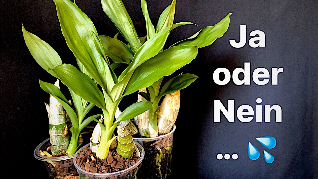 Catasetum im Mai / Gießen oder nicht… / #wateringplants #orchids #growingplants