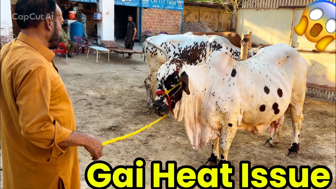 Heat Mein Problem! Doctor Ne Semen Nahi Rakha Gai ko🤔👨‍⚕️