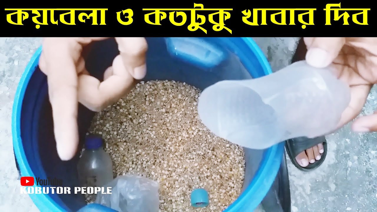 কয় বেলা ও কতটুকু খাবার দিব কবুতরকে | Rajon | Pigeon Bird | Kobutor Palon Bangladesh