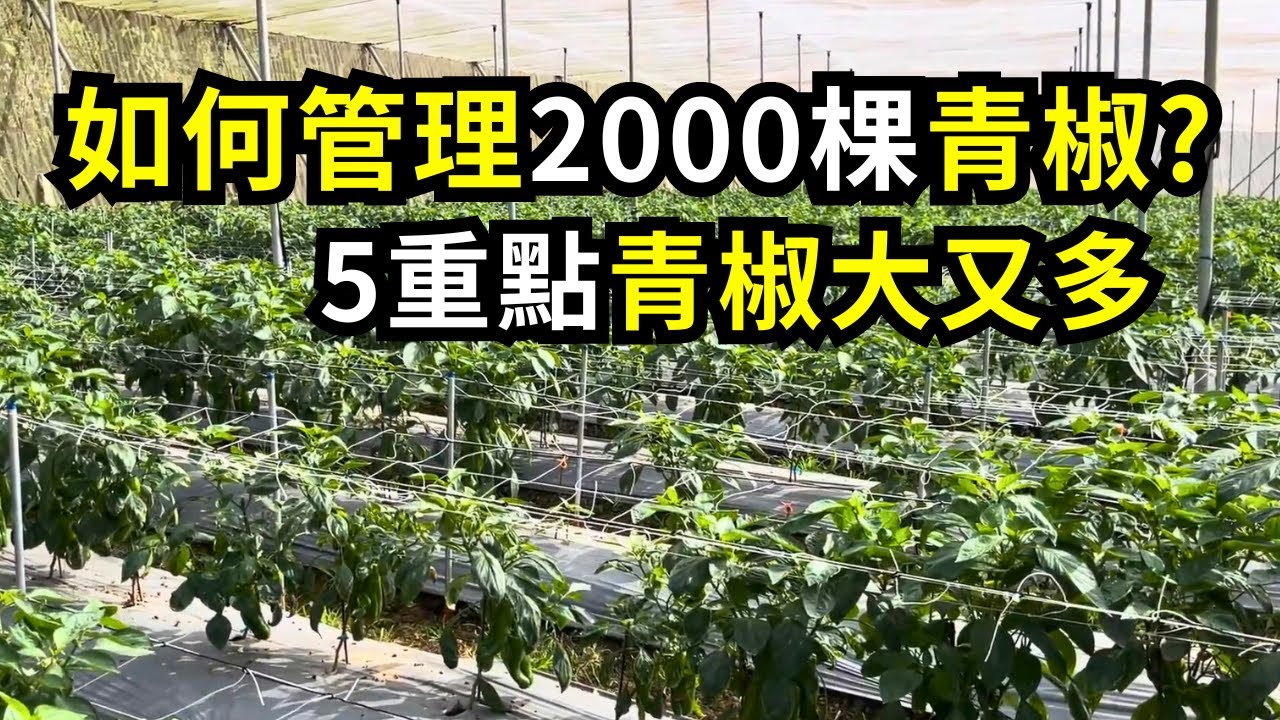 管理2000棵青椒有何技巧?長果大又多的五個管理重點 | 阿星種植