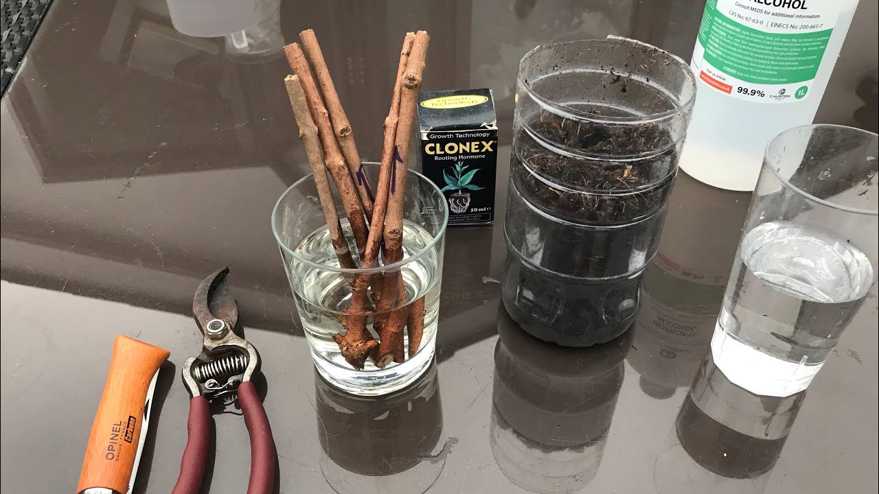 Roseapple / wax apple cutting growing experiment, full video from start to finish including results