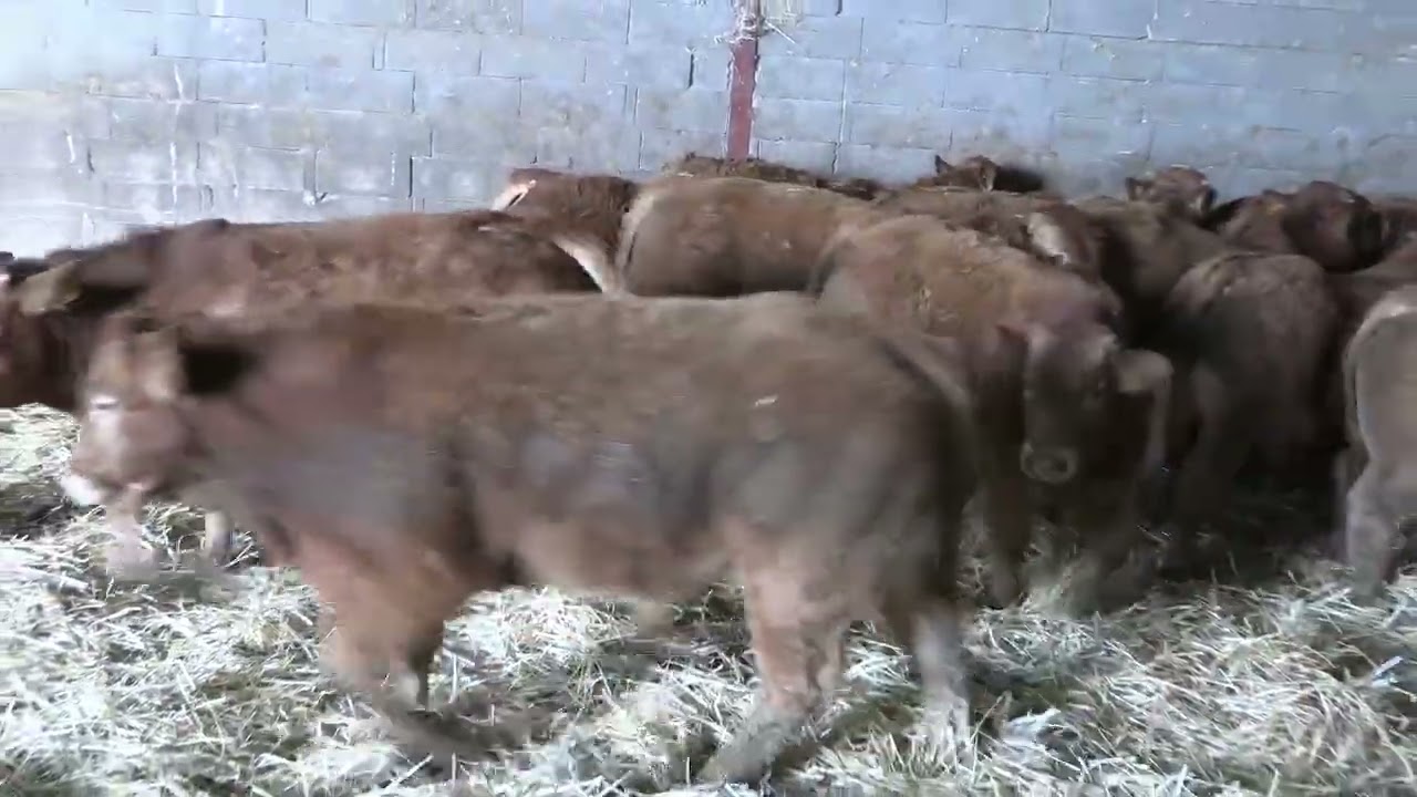 SICAGEMAC Vente 30 Broutards limousins 17 11 25