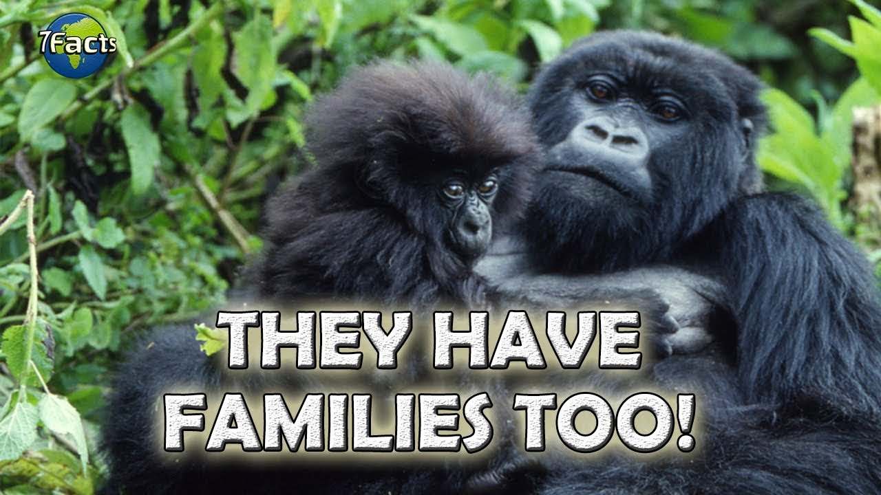 Family Life in the Animal Kingdom