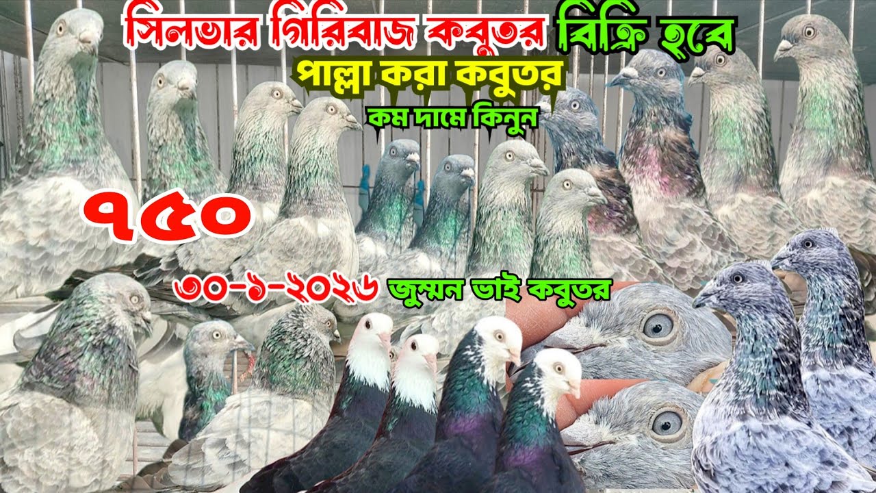 ৭৫০ টাকায় পাল্লা করা সিলভার গিরিবাজ কবুতর কিনুন,বেজি কবুতর, হ্যামার কবুতর,গররা কবুতর, জুম্মন ভাই