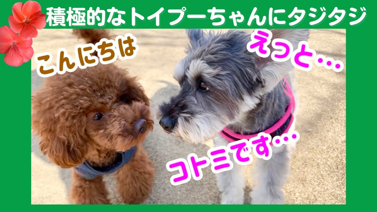 【新横浜公園】ドッグランでワクワク♪笑顔が止まらない可愛いシュナウザー　Cute schnauzer　The free area for dogs is Japanese say dog run